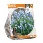 Baltus Muscari Peppermint White bloembollen per 10 stuks